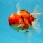 AAA Grade Godzilla Sakura Oranda Male 5.5 inches #080125OR_10