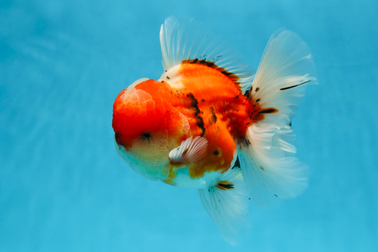 AAA Grade Godzilla Sakura Oranda Male 5.5 inches #080125OR_10