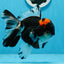 AAA Grade Tricolor Oranda Male 5 inches #0830OR_11