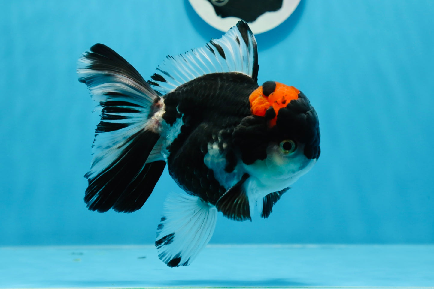 AAA Grade Tricolor Oranda Male 5 inches #0830OR_11