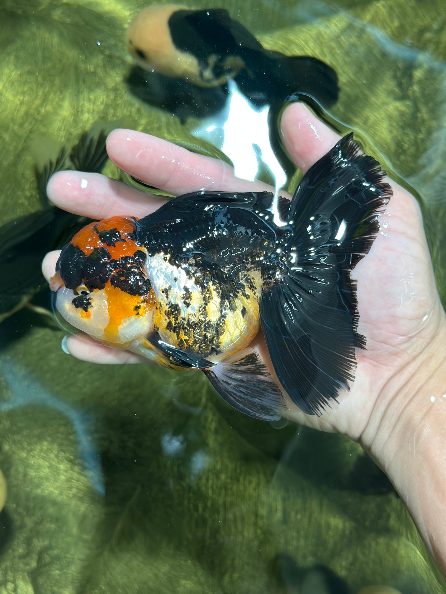 A Grade Tricolor Oranda Female 5-5.5 inches #120624OR_13