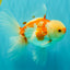 AAA Grade Red White Oranda Male 5.5 inches #062626OR_21