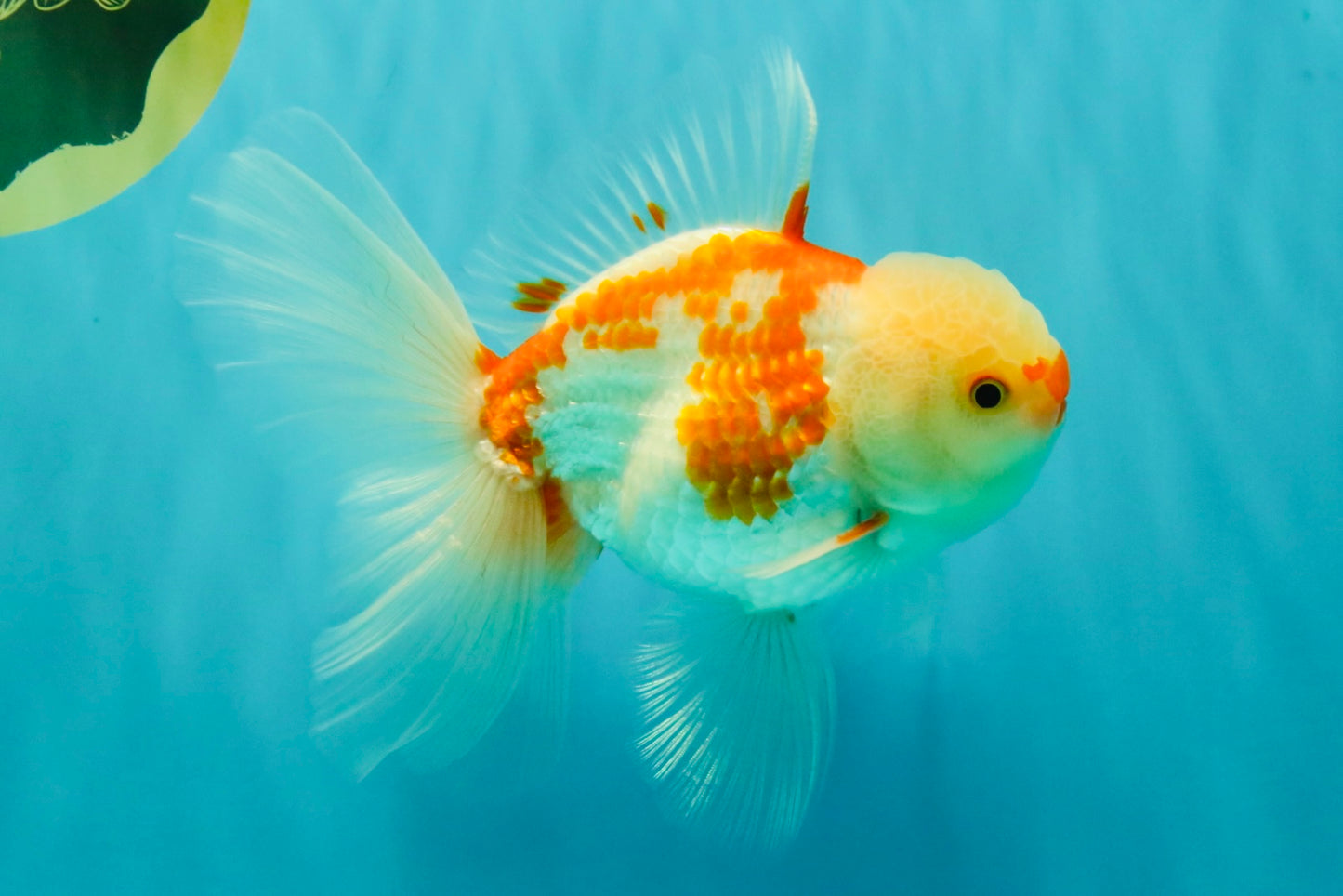 AAA Grade Red White Oranda Male 5.5 inches #062626OR_21