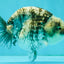 A Grade Tiger Blue Base Ranchu Female 4.5 inches #081426RC_21