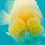 SPECIAL White Buffalo Ranchu Female 5.5 inch #092526RC_21