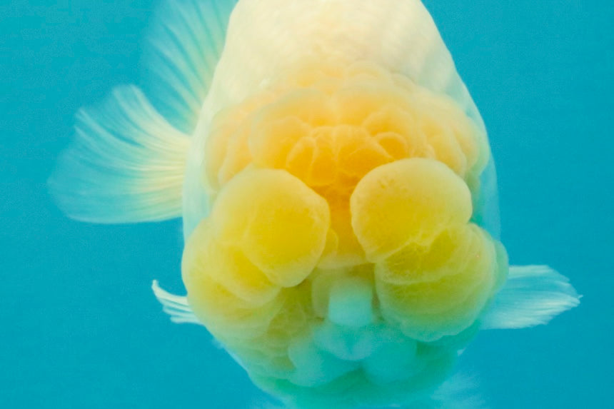 SPECIAL White Buffalo Ranchu Female 5.5 inch #092526RC_21