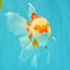 A Grade Red White Oranda Female 5.5 inches #061926OR_13
