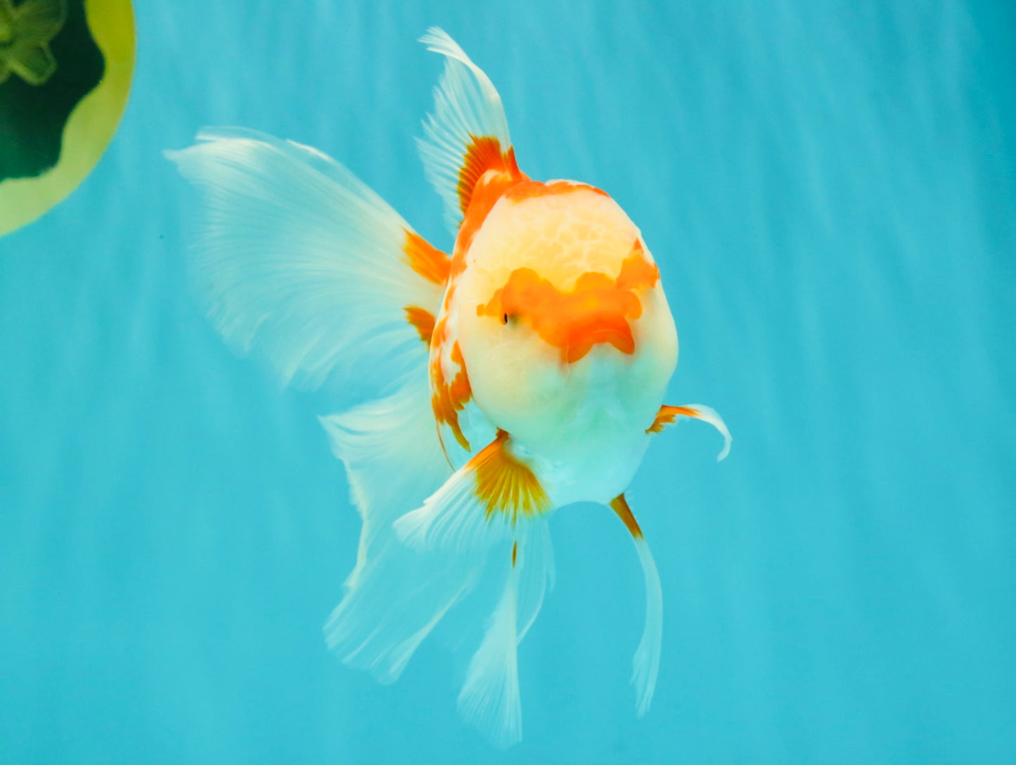 A Grade Red White Oranda Female 5.5 inches #061926OR_13