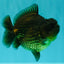 A Grade High Back Black Yuanbao Female 4.5-5 inches #100226YB_12