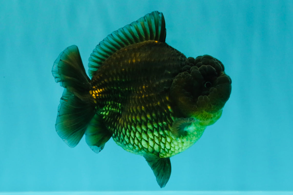 A Grade High Back Black Yuanbao Female 4.5-5 inches #100226YB_12