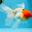 MARIO Red Cap Oranda Male 5-5.5 inches #072525OR_15