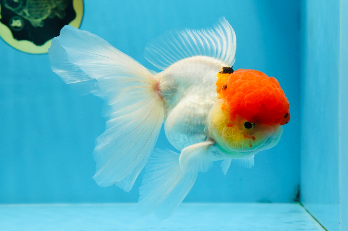 MARIO Red Cap Oranda Male 5-5.5 inches #072525OR_15