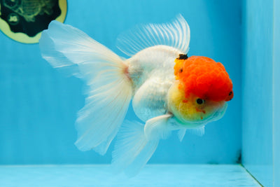 MARIO Red Cap Oranda Male 5-5.5 inches #072525OR_15