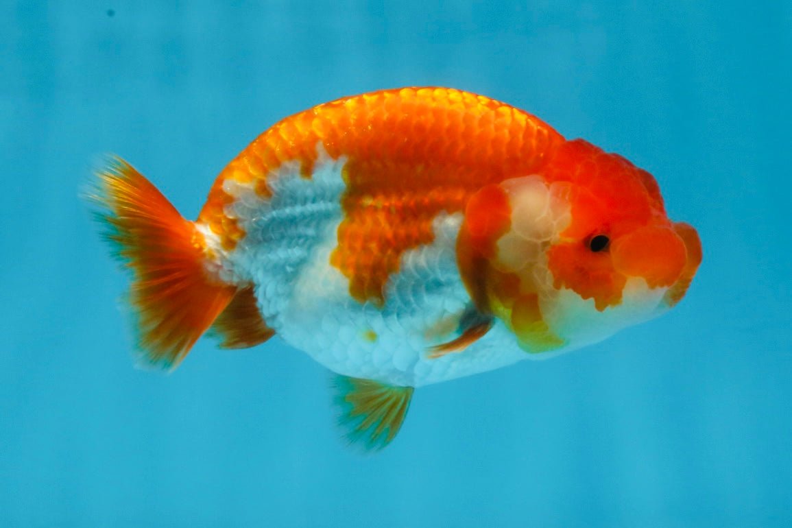 AAA Grade Red White LionQueen 4 inches #101725LC_08