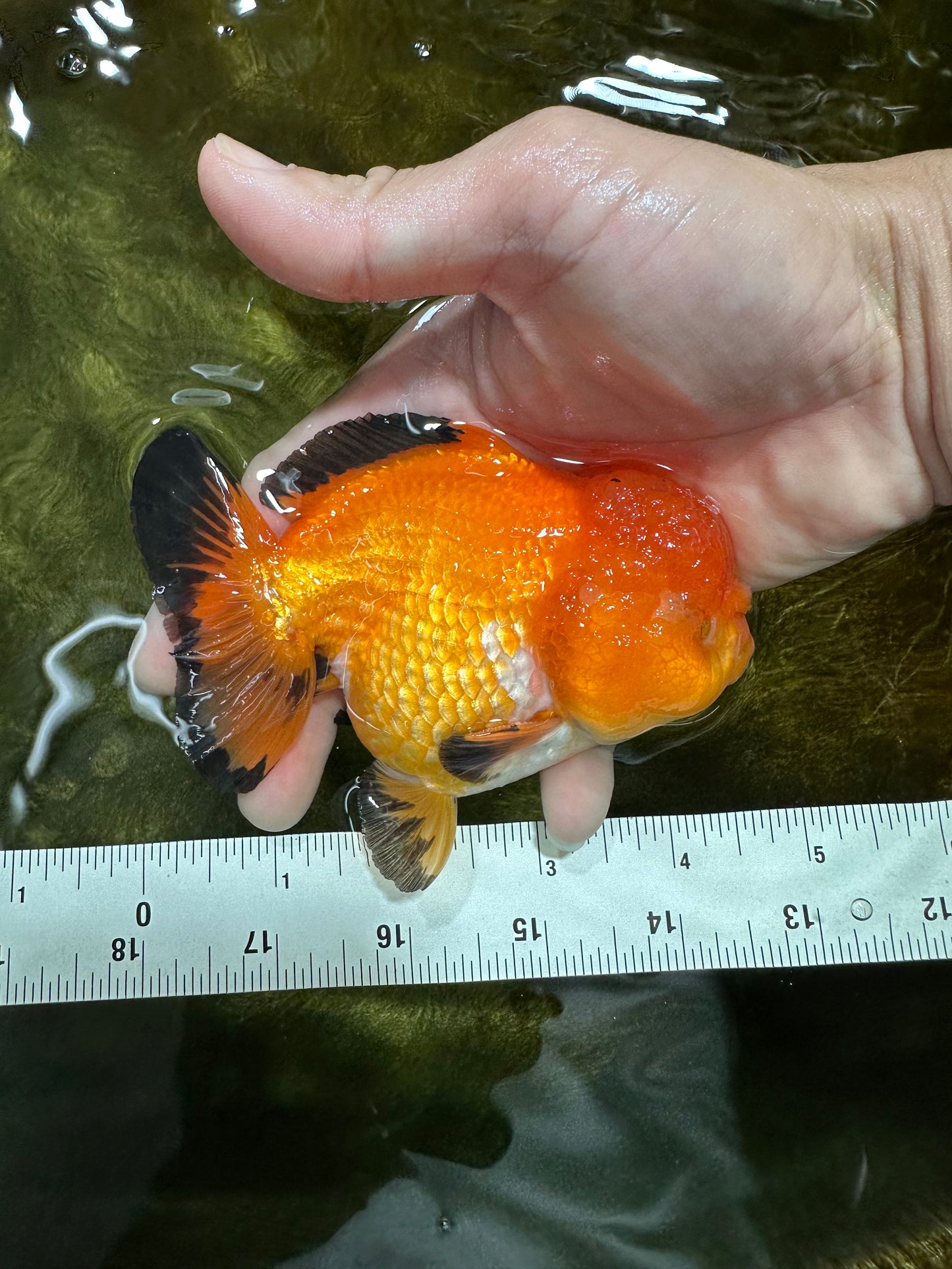 Pompom Tricolor Yuanbao Male 4.5 inches #060625YB_07