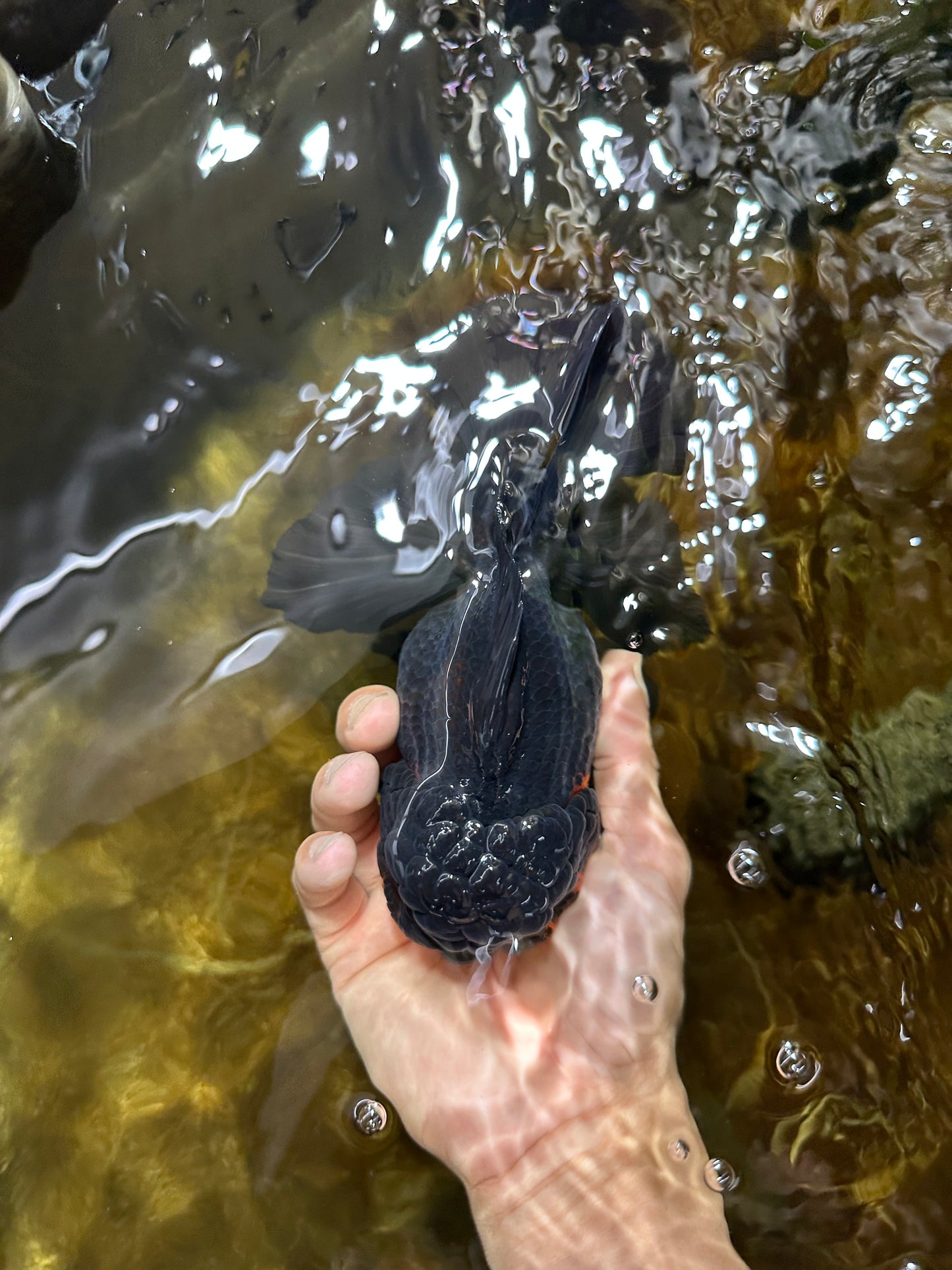A Grade SPECIAL Apache Oranda Female 6-6.5 inches #091225OR_09