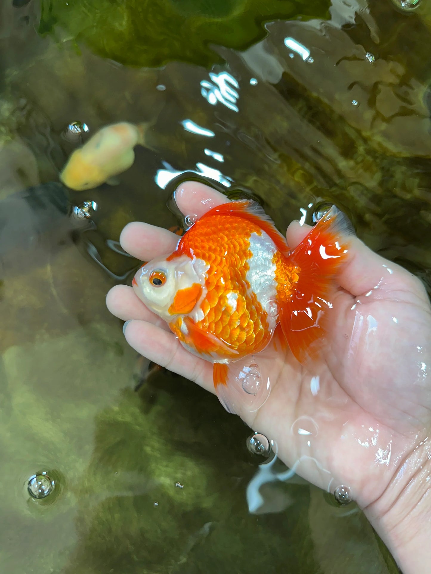 3rd Runner Up SHOW GRADE Red White Ryukin Male 3.5-4 inches #053025RK_9999
