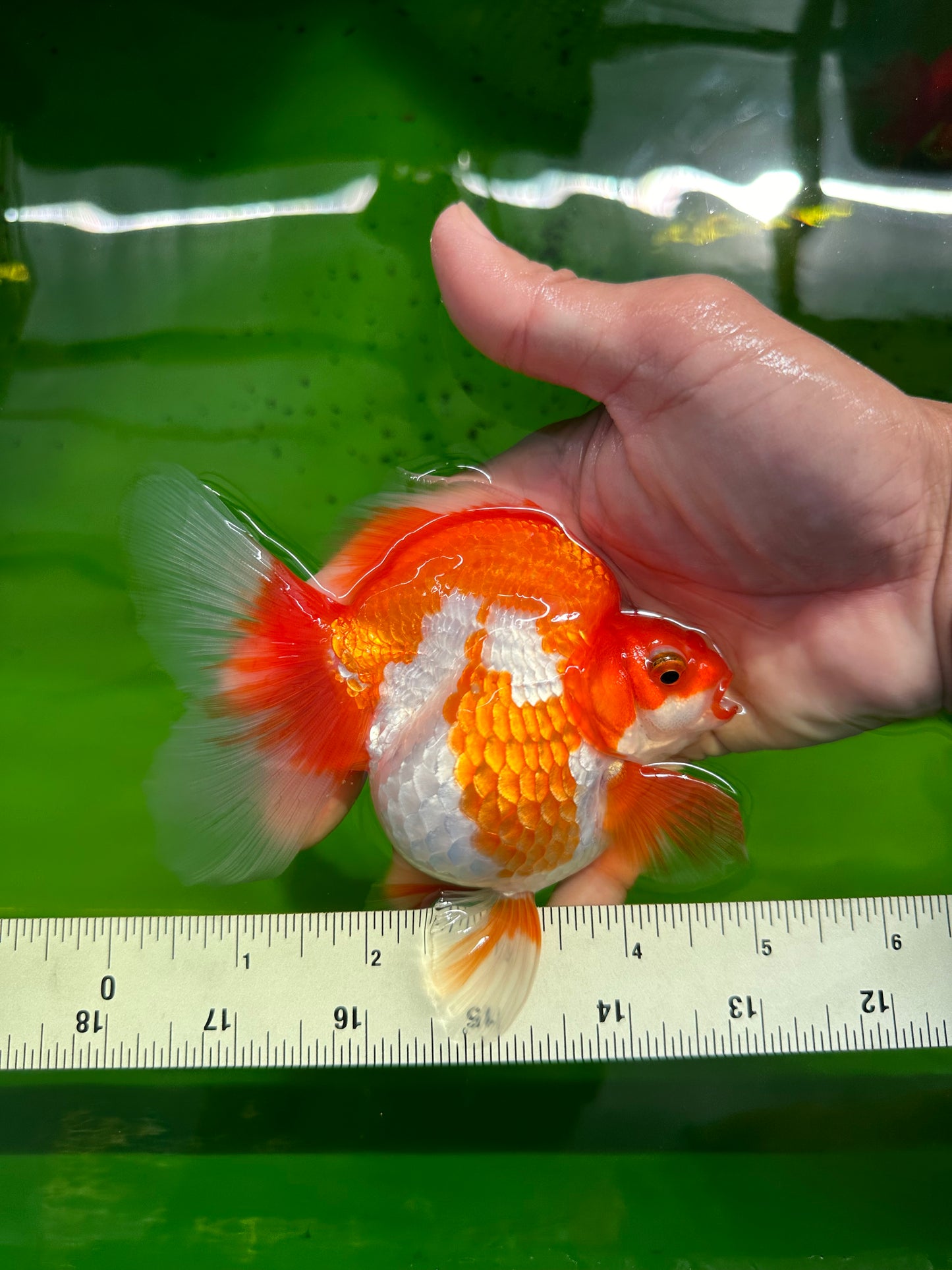 AAA Grade Red White Broadtail Ryukin Female 5 inches #0510RK_01