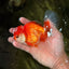 A Grade Red White Oranda Male 5-5.5 inches #091826OR_08
