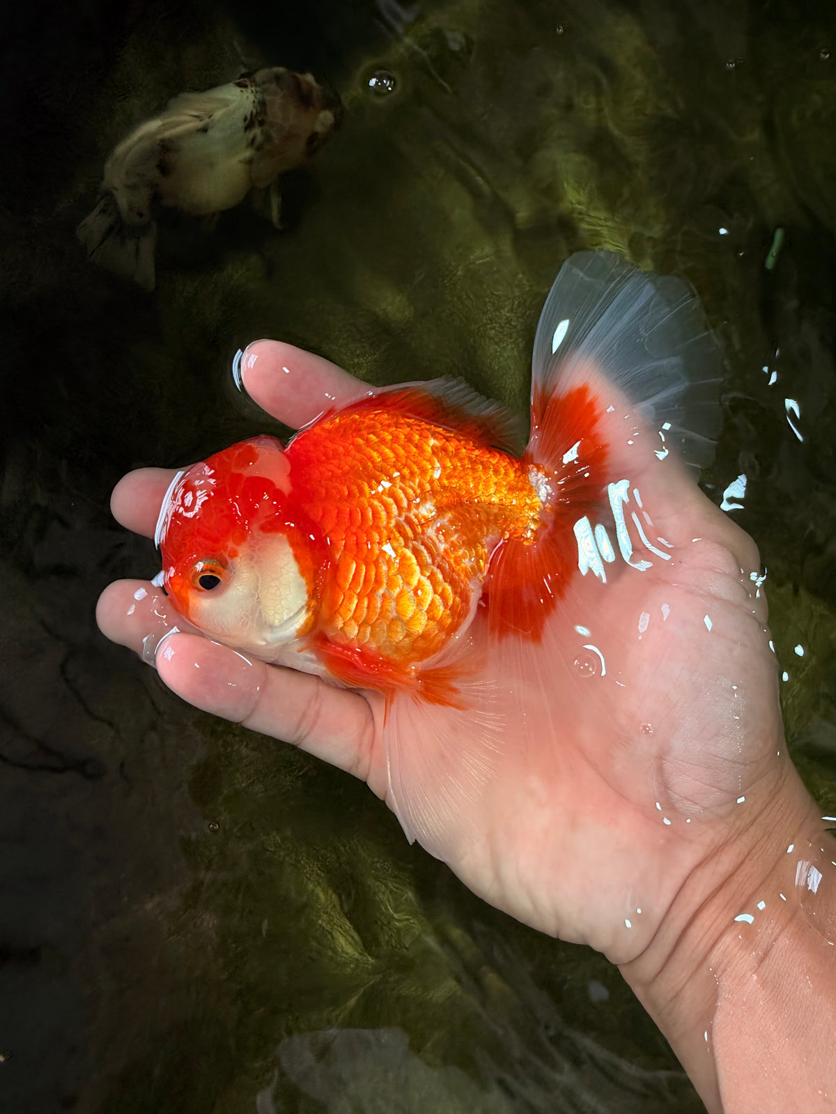 A Grade Red White Oranda Male 5-5.5 inches #091826OR_08