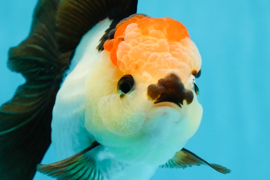 SUPER MARIO AAA Grade Tricolor Button Eyes Oranda Female 5.5 inches #042525OR_02