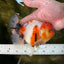 AAA Grade Sakura Oranda Female 5 inches #050925OR_47