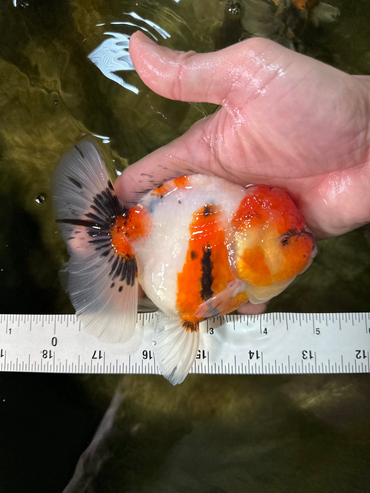 AAA Grade Sakura Oranda Female 5 inches #050925OR_47