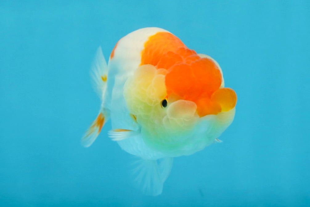 AAA Grade Young Red White Kohaku LionQueen 4 inches #101025LC_09