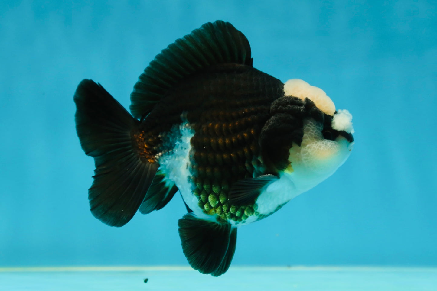 A Grade Jade Head Pompom Panda Button Eyes Yuanbao Male 4 inches #050925YB_29