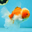 AAA Grade Cherry Sakura Oranda Male 5 inches #062725OR_14
