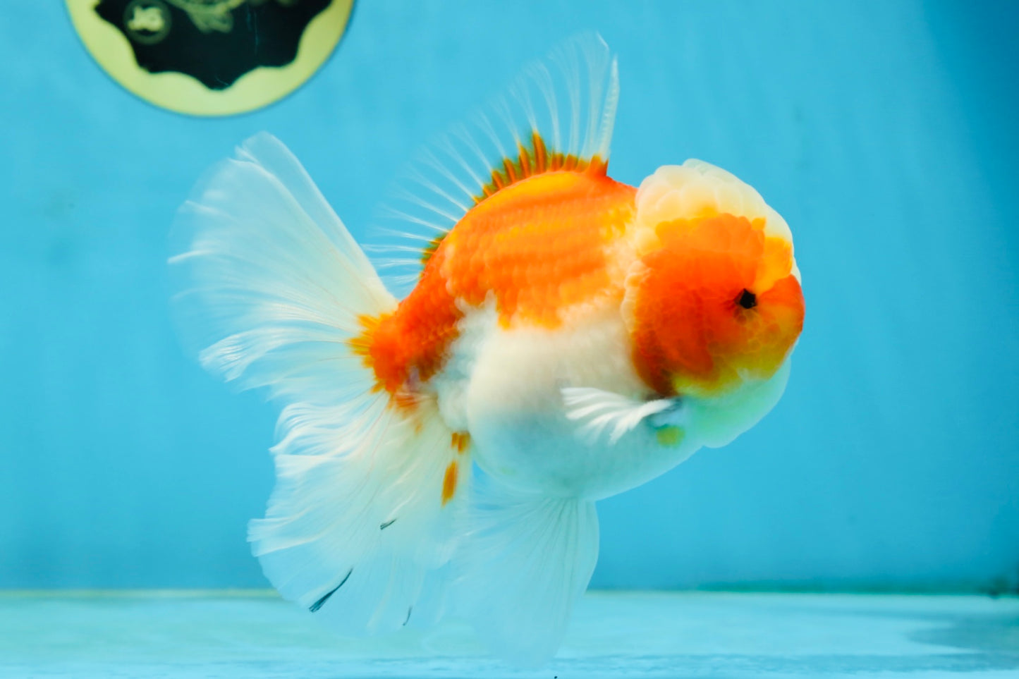 AAA Grade Cherry Sakura Oranda Male 5 inches #062725OR_14