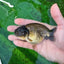 Femelle Ranchu Cuivre Noir 3,5-4 pouces #0726RC_31