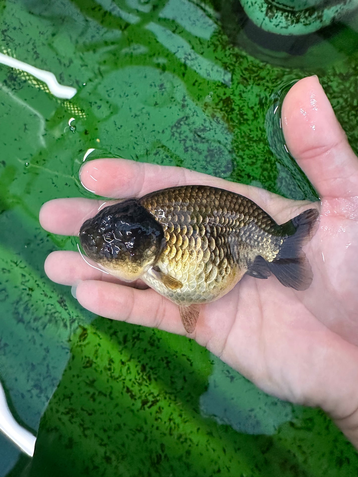 Black Copper Ranchu Female 3.5-4 inches #0726RC_31