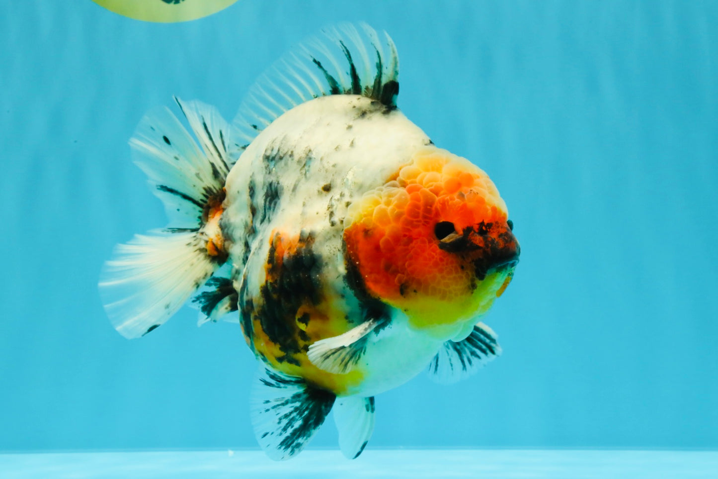 A Grade Godzilla Marble Yuanbao Male 6 inches #022726YB_03