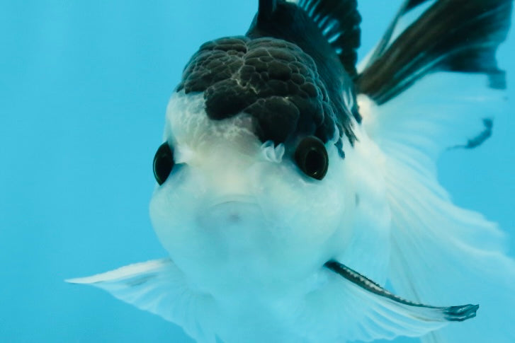 A Grade Nugget SO CUTE Panda Button Eyes Oranda Male 4.5 inches #010325OR_15