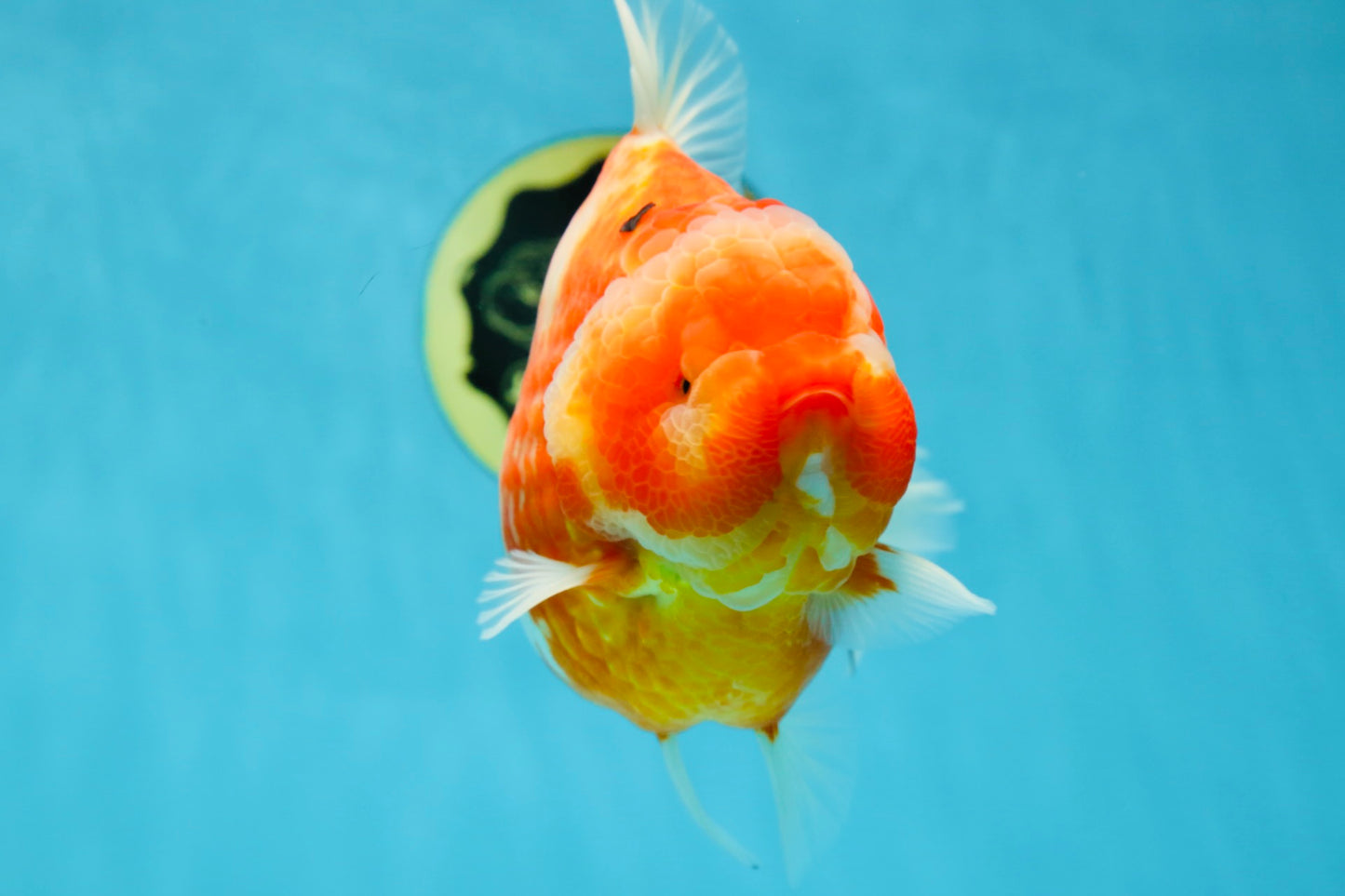 AAA Grade Godzilla Sakura Yuanbao Female 6 inches #050925YB_23