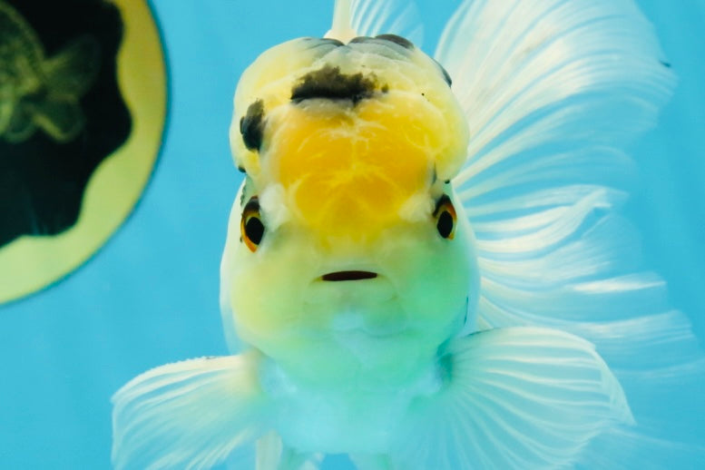 A Grade Panda White Oranda Male 5 inches #050225OR_07