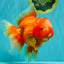 BIG WEN AAA Grade Red White Oranda Male 7.5-8 inches #070326OR_03