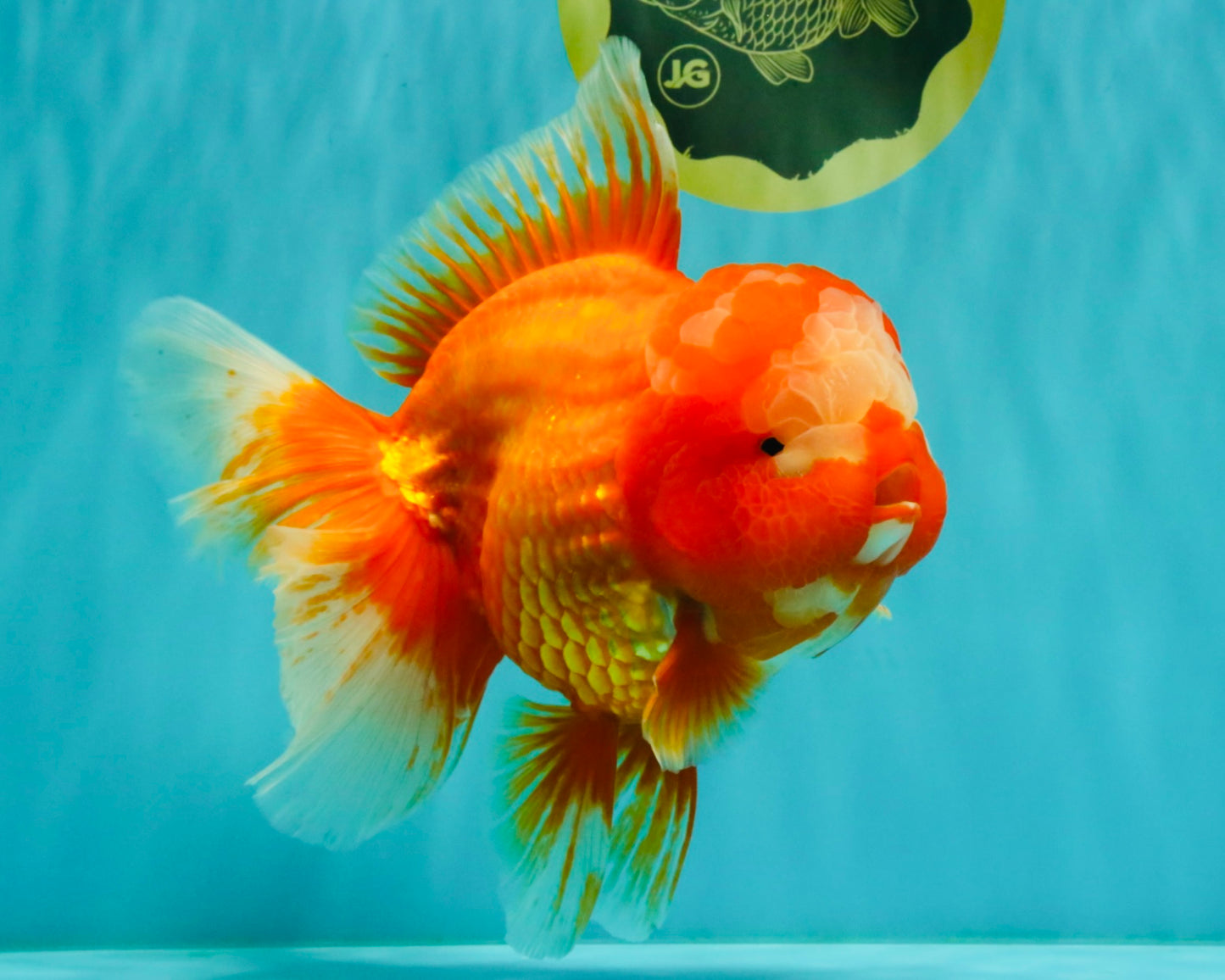 BIG WEN AAA Grade Red White Oranda Male 7.5-8 inches #070326OR_03
