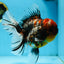 AAA Grade JUMBO Godzilla Kirin Oranda Female 6.5-7 inches #090525OR_11