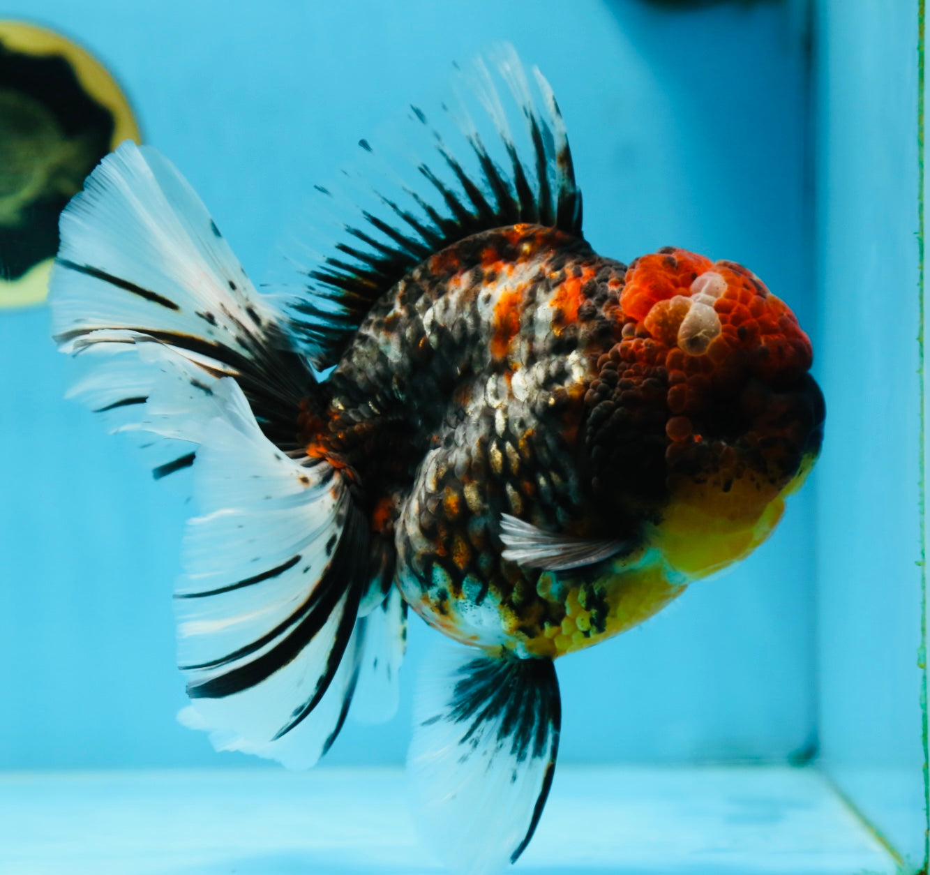 AAA Grade JUMBO Godzilla Kirin Oranda Female 6.5-7 inches #090525OR_11