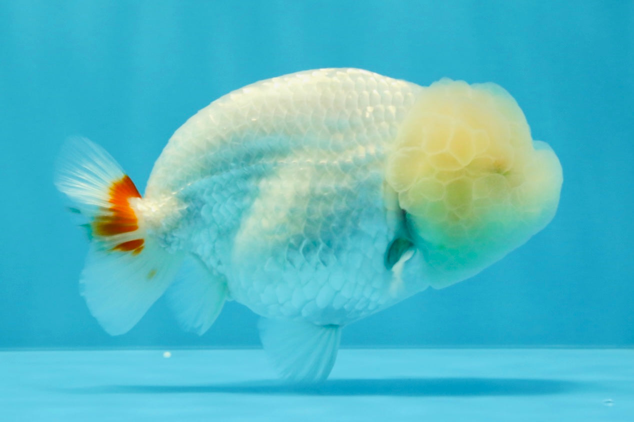 A Grade Dragon Head White LionQueen 4.5 inches #022726LC_24