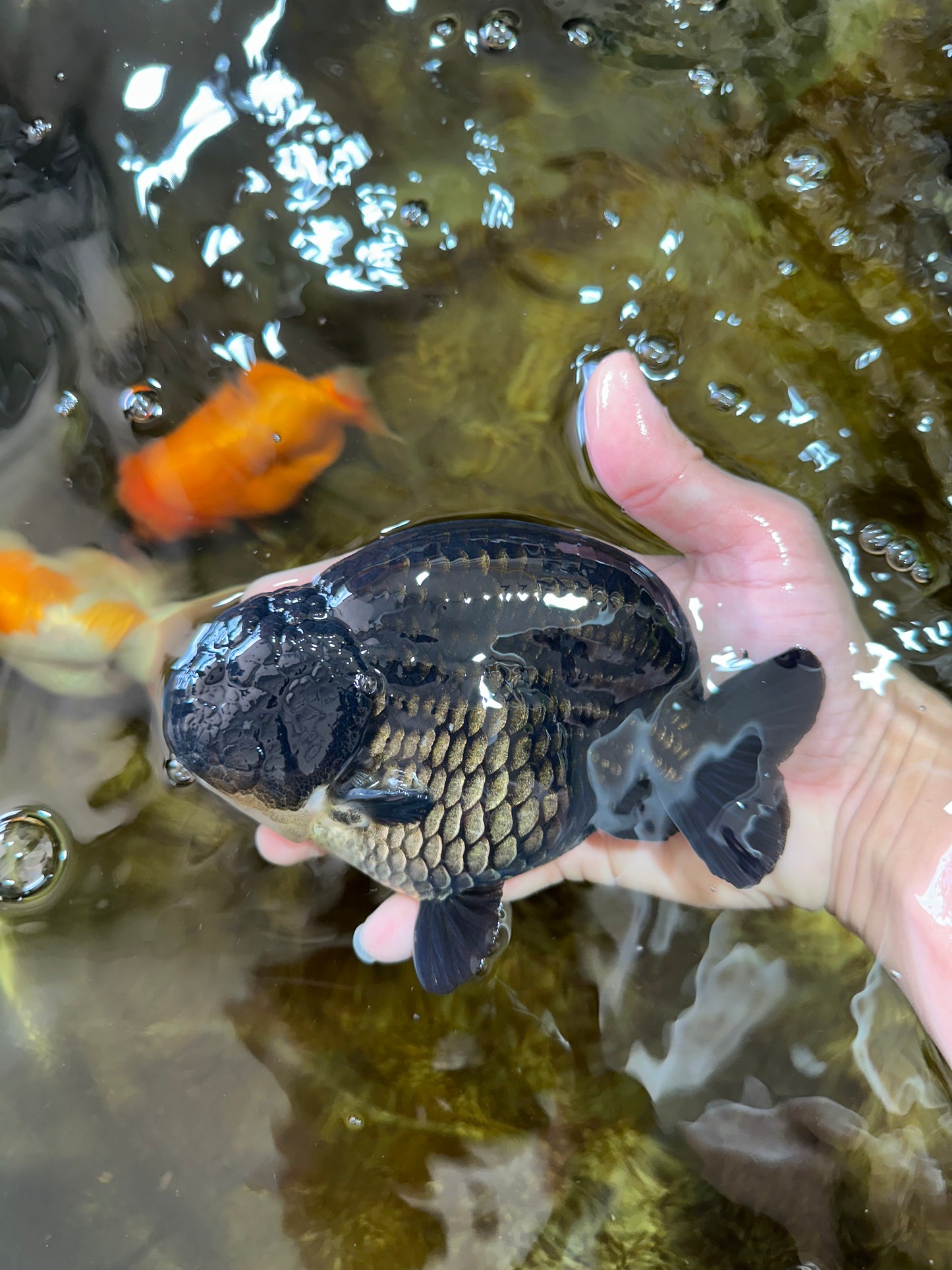 AAA Grade SPECIAL Kingkong Black Ranchu Male 5.5-6 inches #091225RC_03