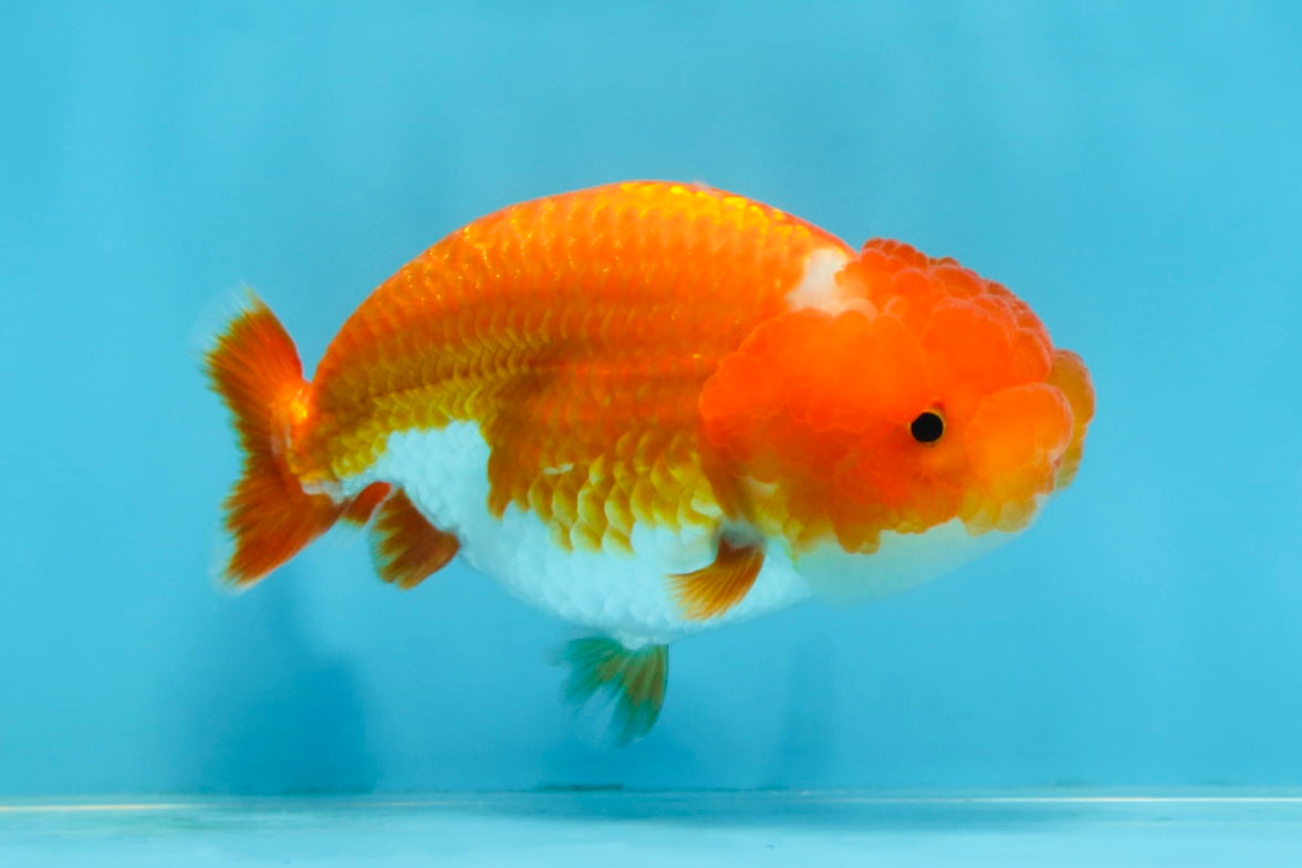 CHUBBY AAA Grade Red Head LionQueen 4-4.5 inches #102425LC_11