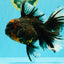 CHONKY A Grade Tiger Oranda Male 7 inches #082126OR_16