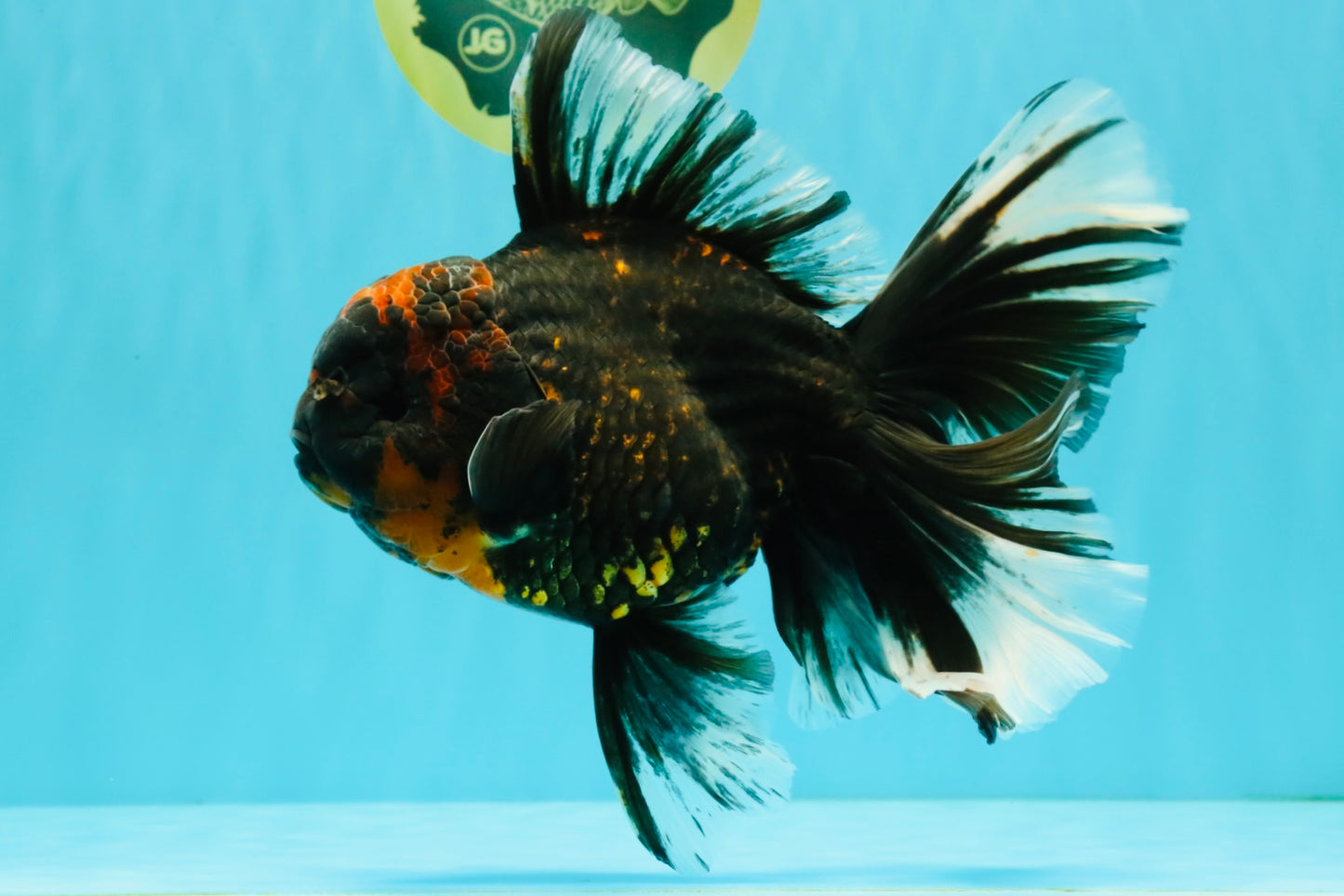CHONKY A Grade Tiger Oranda Male 7 inches #082126OR_16