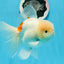 Sakura Oranda macho de color naranja y blanco de grado AAA de 6 pulgadas n.° 0920OR_18