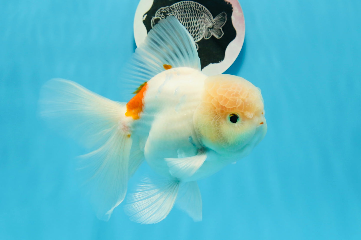 AAA Grade Orange White Sakura Oranda Male 6 inches #0920OR_18