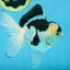 Panda Oranda Male 5 inches #091225OR_22