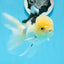 Panda Lemonhead Button Eyes Oranda Male 4.5-5 inches #0830OR_27